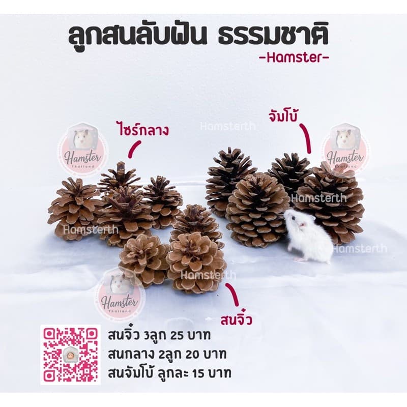ลูกสน สน ลับฟันสัตว์เลี้ยง ที่ลับฟัน สําหรับแฮมสเตอร์⚠️ขั้นต่ํา50บาทสั่งรวมกับอย่างอื่นได้⚠️