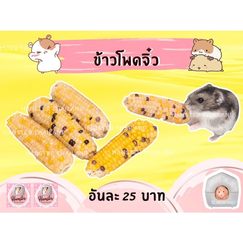 💖Hamsterthailand💖 ข้าวโพดจิ๋ว ขนมสําหรับสัตว์เลี้ยง ขนมลับฟัน ที่ลับฟัน เม่นเเคระ ดอเม้าท์ แฮมสเตอร์
