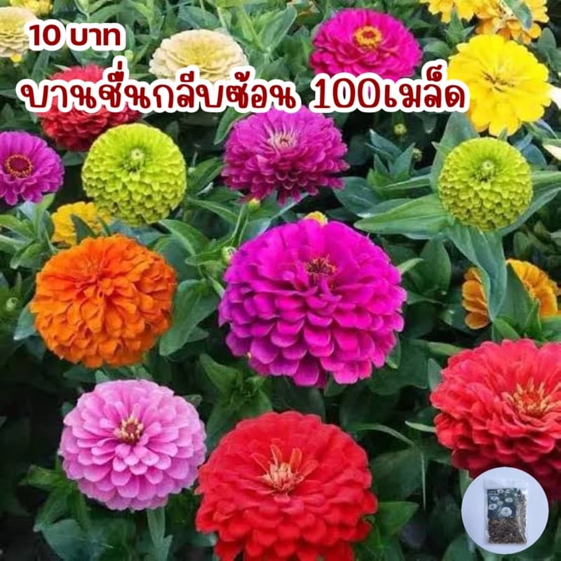 ดอกบานชื่นกลีบซ้อนคละสี100เมล็ด รูปที่ 1