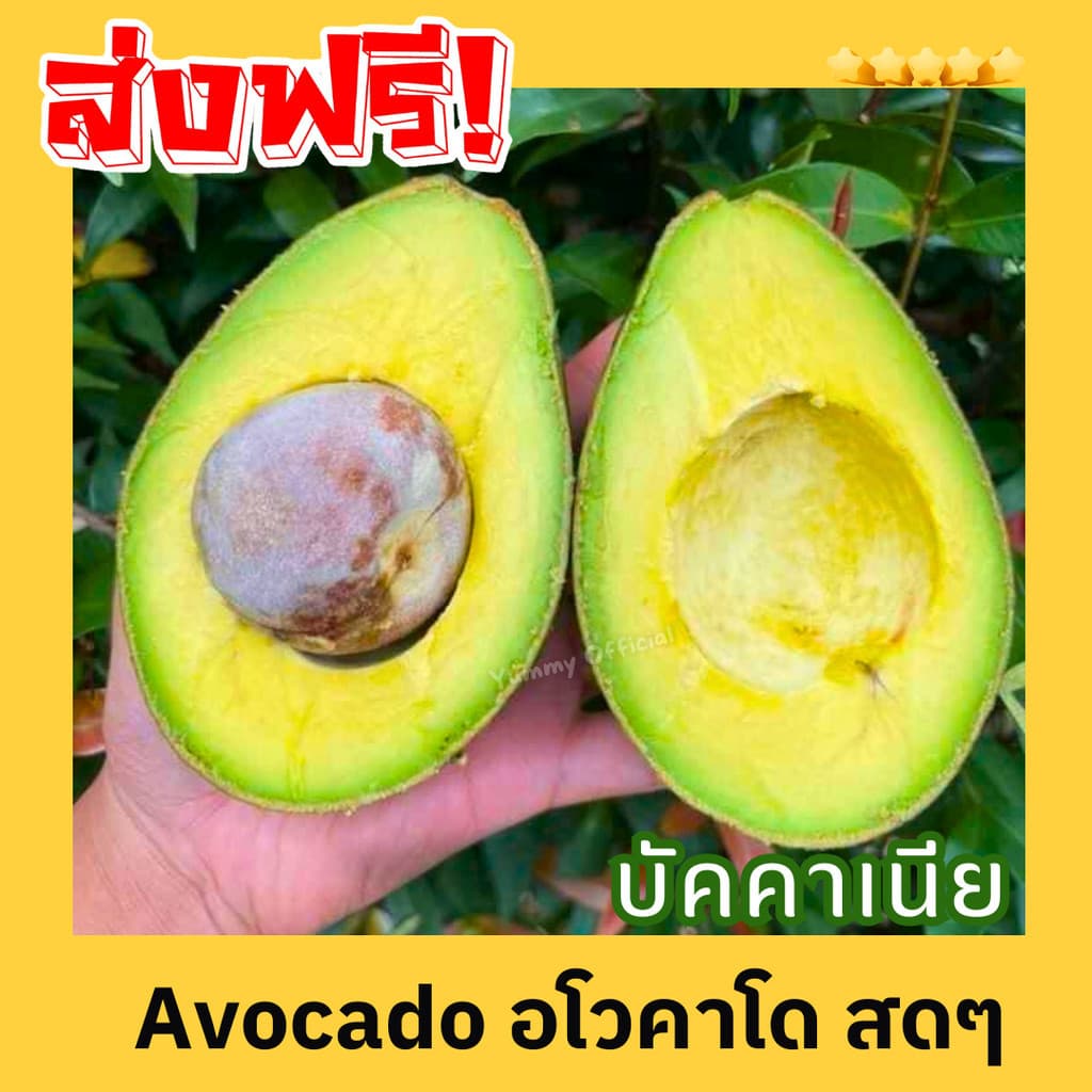 PWshop อโวคาโด บัคคาเนีย อร่อย เนื้อแน่น 1kg. รวมกล่อง พื้นเมือง แฮส เก็บสดๆจากดอย เคลมได้ อะโวคาโด้ พร้อมส่ง…