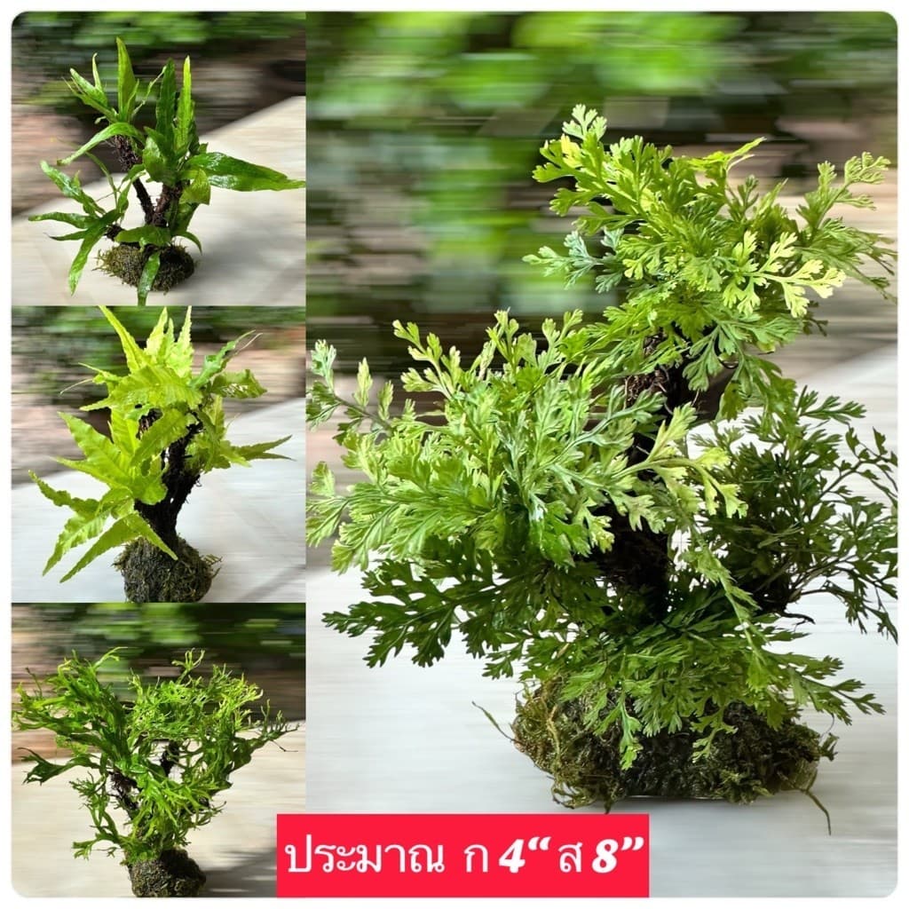 เฟิร์นพันกิ่งไม้ (เป็นต้นไม้) มีหลายสายพันธ์ุ