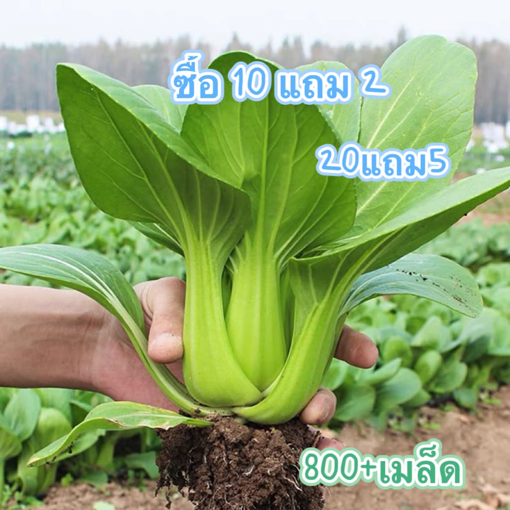 เมล็ดพันธุ์ กวางตุ้งฮ่องเต้ ผักกวางตุ้งพันธุ์ฮ่องเต้ 800+เมล็ด [10 แถม 2]