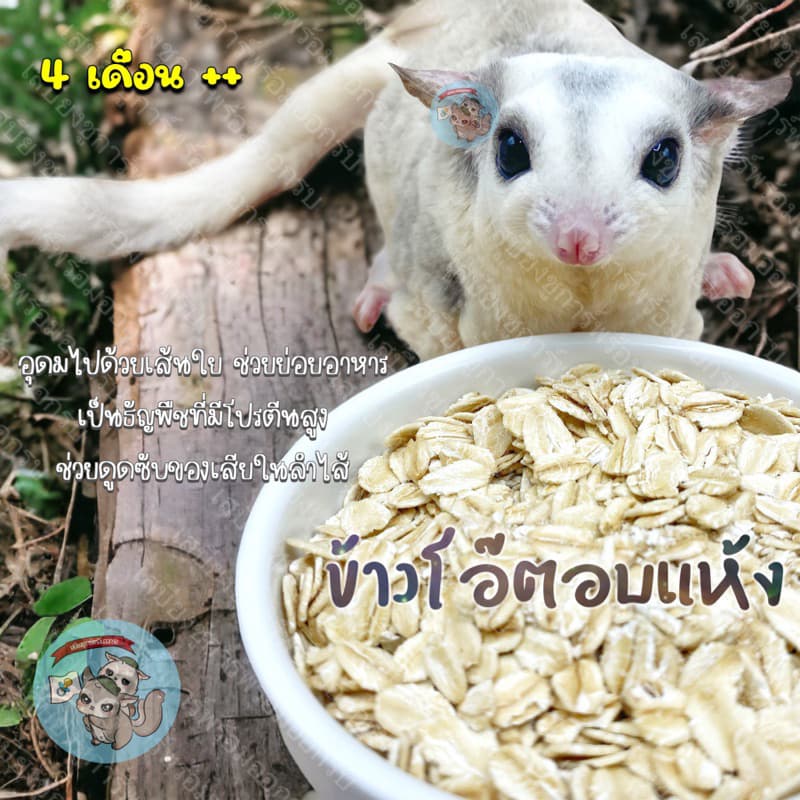 ( ข้าวโอ๊ตอบแห้ง ) OAT ข้าวโอ๊ต ข้าวโอ๊ตแผ่น ธัญพืช อาหาร ขนม ชูการ์ กระรอก แฮมสเตอร์ ดอร์เมาส์ นก สัตว์เล็ก…
