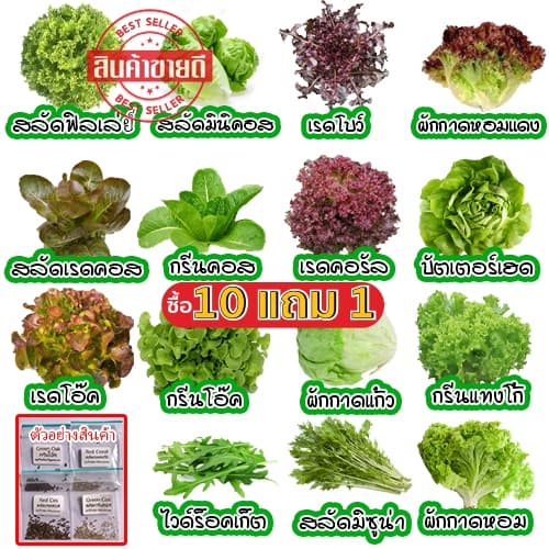 เมล็ดผักอินทรีย์ เมล็ดพันธุ์ผักสลัด เมล็ดผักสลัด 100-200 เมล็ด 11 บาท [10 แถม 1 คละได้]