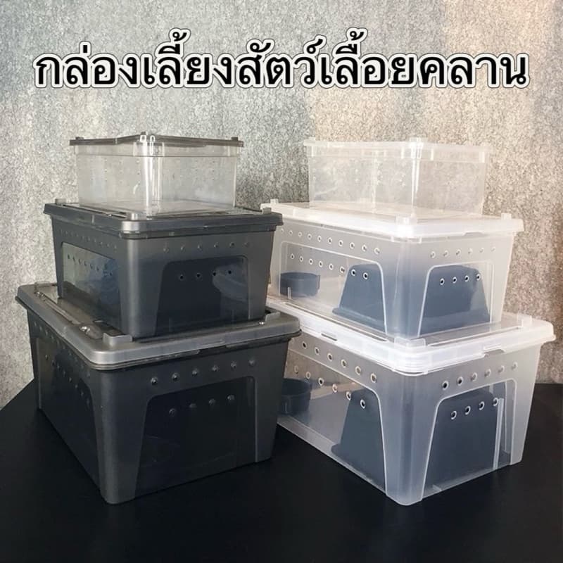 Reptile Box กล่องเลี้ยงสัตว์เล็ก สัตว์เลื้อยคลาน สัตว์เล็ก ผสมพันธุ์สดกล่อง งู แมงมุม ตุ๊กแก ฮอร์นฟรอก ตะขาบ…
