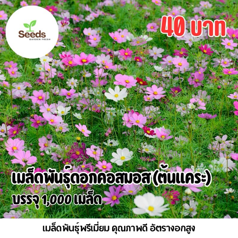 เมล็ดพันธุ์ดอกคอสมอสพันธุ์แคระ (Cosmos) บรรจุ 1,000 เมล็ด รูปที่ 1