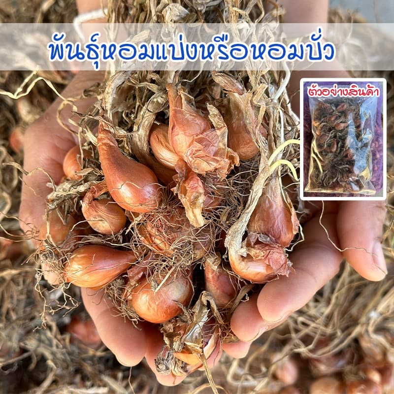 พันธุ์หอมแบ่งศรีสะเกษ หัวหอมแบ่ง ต้นหอมแบ่ง หัวสวยแบบไม่ตัดจุก งอกดี ปลูกง่าย โตเร็ว