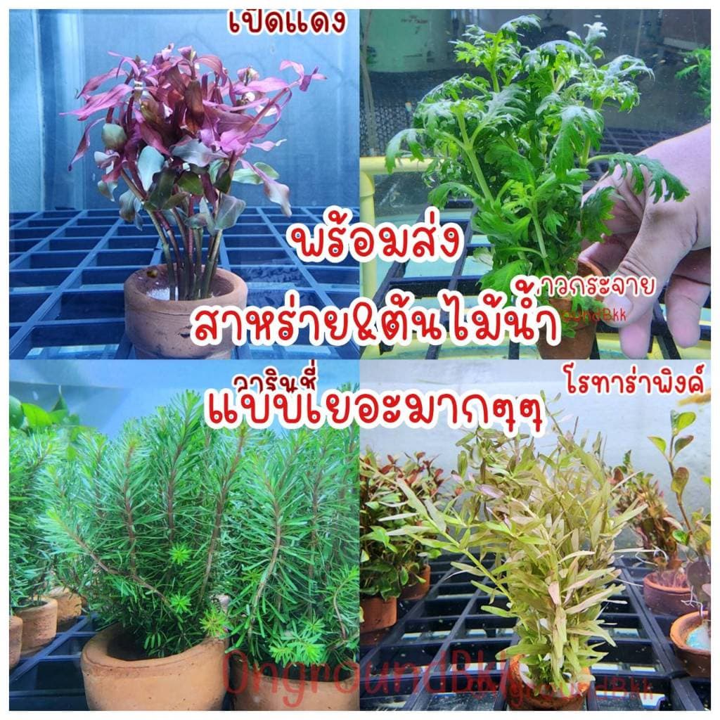 🌿พร้อมส่ง ต้นไม้น้ํา สาหร่ายหางกระรอก สาหร่ายพุงชะโด สาหร่ายเดนซ่า ดาวกระจาย อเมซอน ผักชี พร้อมกระถาง…