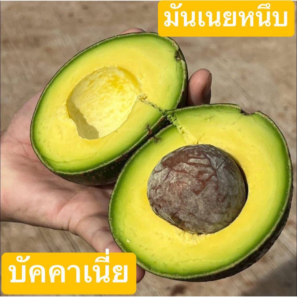 #อโวคาโด้ #บัคคาเนี่ย1กิโลขนาดใหญ่ เนื้อเหนียวมันเนยหนึบ พร้อมส่ง
