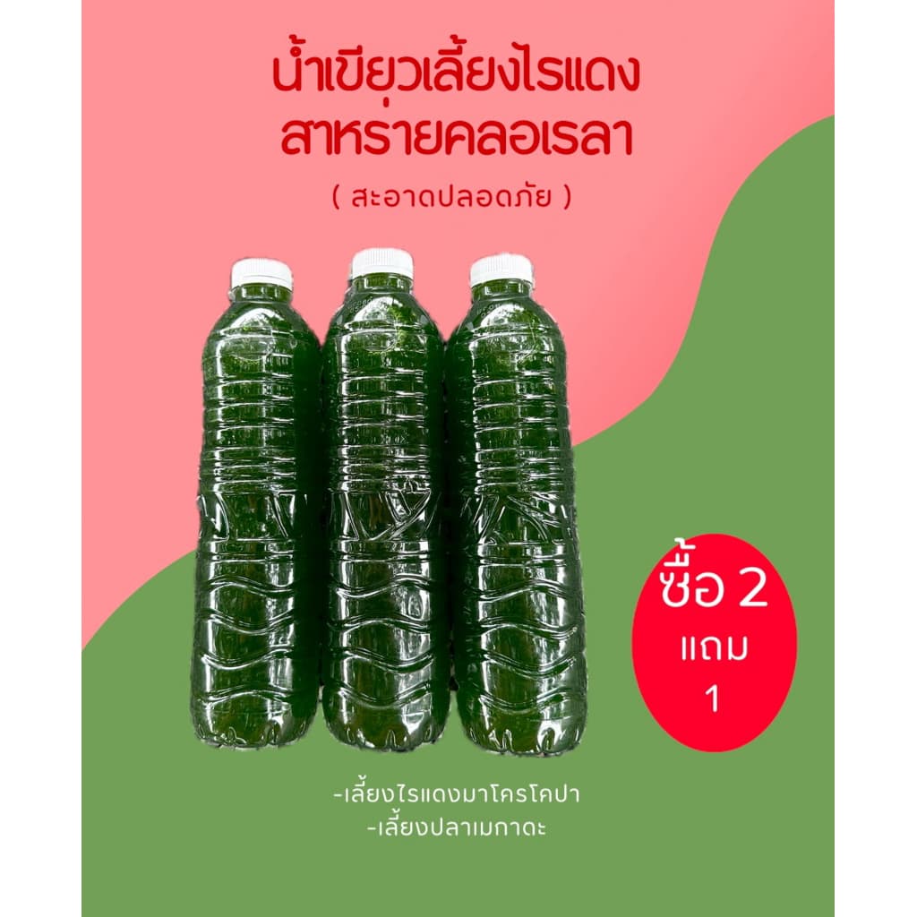 หัวเชื้อน้ําเขียวสาหร่ายคลอเรลา ( เข้มข้น ) ไข่ไรแดง T10 อาหารไรแดง หัวเชื้อน้ําเขียวสาหร่ายคอลเรล่า…