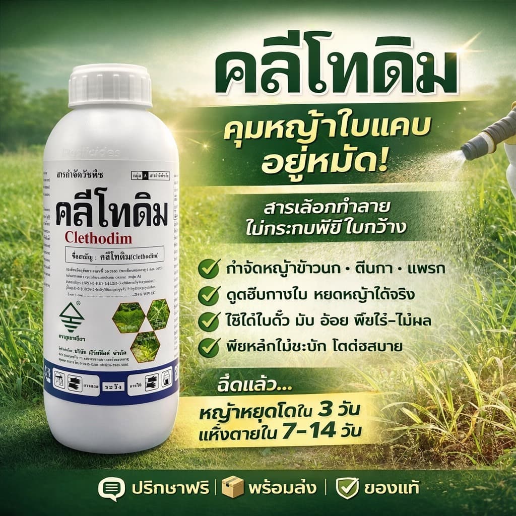 คลีโทดิม ( 1 ลิตร )(clethodim) ใช้กําจัดวัชพืชประเภทใบแคบ ในผัก หอม พืชตระกูลถั่ว มันสําปะหลัง หญ้าปากควาย