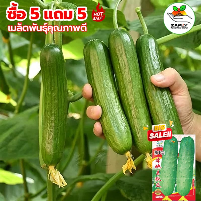 60 เมล็ด เมล็ดพันธุ์ แตงกวาหอมใบเตย ตราศรแดง แตงกวากลิ่นใบเตย