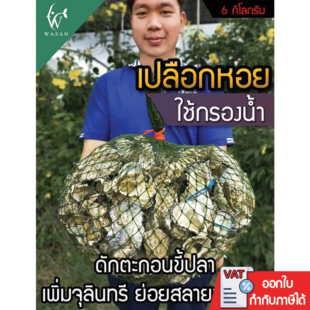 เปลือกหอยนางรม 6 kg.ใส่ถุงตาข่ายอวนเขียว พร้อมใช้งาน BY วสันต์อุปกรณ์ปลาสวยงาม