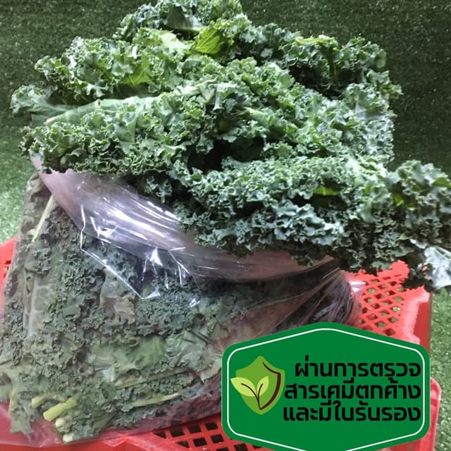 ผักเคลใบหยิก ผักเคล [มีใบรับรองปลอดสาร+ไม่มีสารเร่งสี] คะน้าใบหยิก ทําน้ําผักผลไม้ ทานกับสลัด