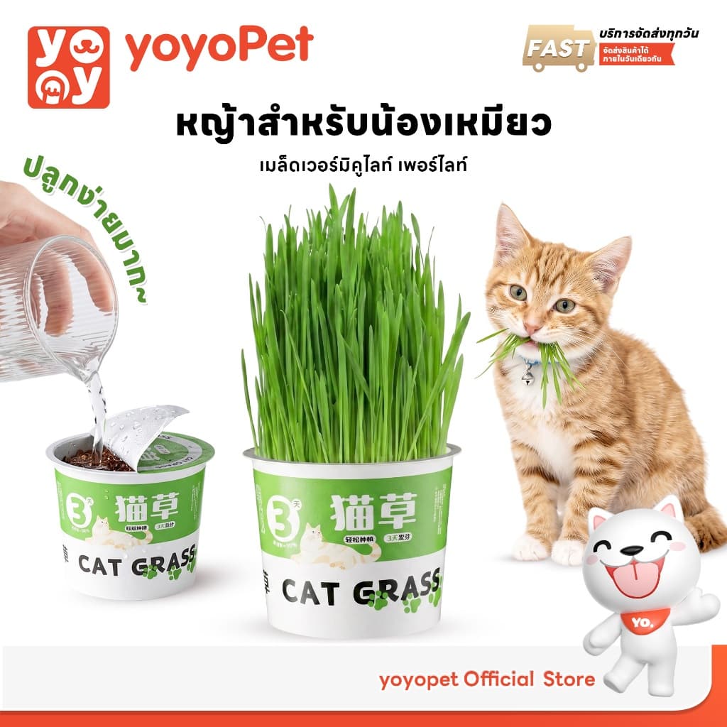 yoyopet : หญ้าแมว ชุดปลูกข้าวสาลี ชุดหญ้าออร์แกนิคพร้อมปลูก วิตามินแมว สําหรับหมา,แมว,หนู,กระต่ายฯลฯ