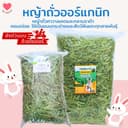หญ้าถั่วคาวาลเคด ออร์แกนิค ไร้ฝุ่น | ขนมกระต่าย ชินชิลล่า แกสบี้ (200g/500g)🌿🐰