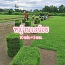หญ้านวลน้อย 10 แผ่น (5ตรม.)หญ้าจัดสวน หญ้าสด หญ้าจริง หญ้าปูพื้น หญ้าสนาม