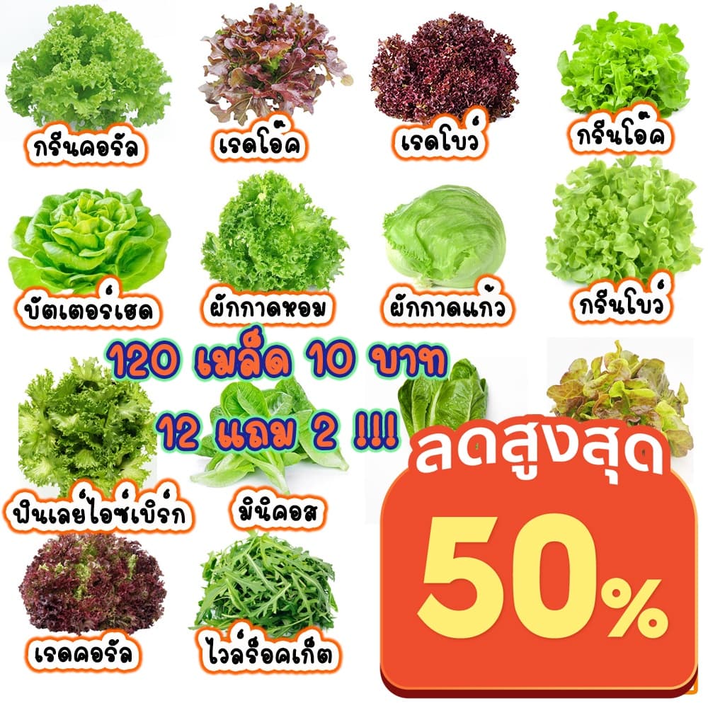 *ตัวเลือกเยอะสุด* เมล็ดผักสลัด100-300เมล็ด 10 บาท งอกดีมีคู่มือ เมล็ดปี68 [12แถม2] เมล็ดพันธุ์ผักสลัด ผักสลัด…