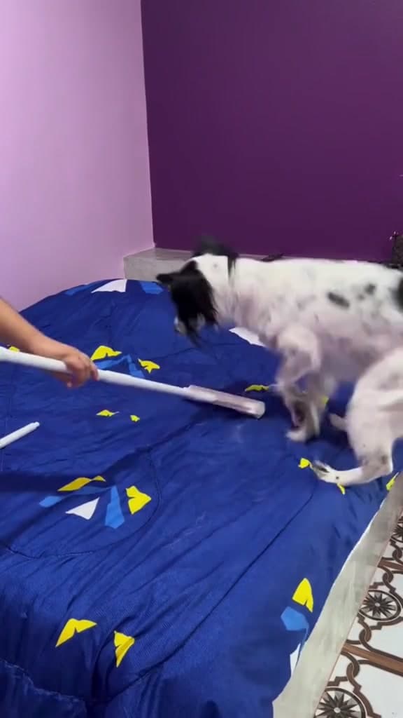 🐈ลูกกลิ้งเก็บฝุ่น 🐶ลูกกลิ้งกําจัดฝุ่น แบบยาว ด้ามจับสามารถปรับความยาวได้ ราคาส่ง. ลูกกลิ้งกําจัดฝุ่น ขนยาว…