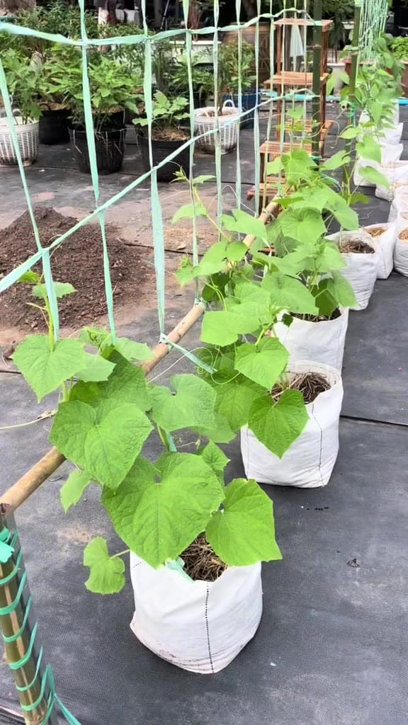 ถุงเพาะปลูก 1 กิโล ตราแสนดี เพาะชำ ปลูกผัก ระบายน้ำดี รากเดินไว​ ใช้ทนนานได้​ 8​ ปี