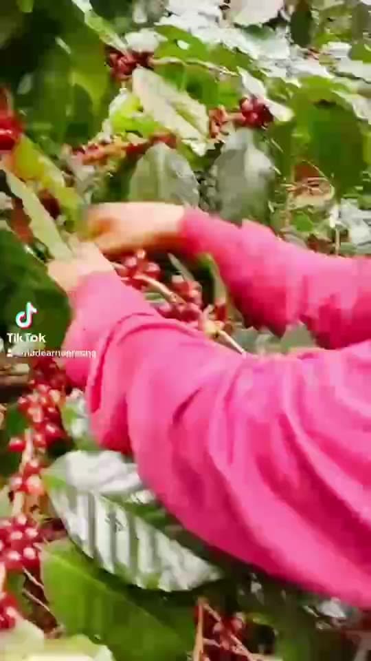 ปางขอน Honey Process เกรดพรีเมียม (PK)คั่วใหม่ทุกวัน