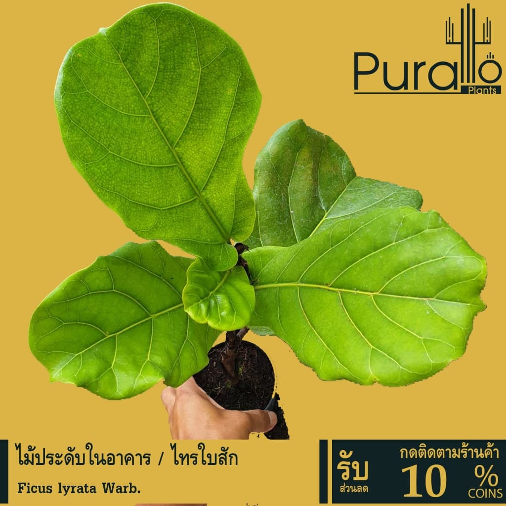 ต้นไม้ประดับในอาคาร ร้านกาแฟ ในร่ม ในบ้าน ไทรใบสัก Ficus lyrata Warb #ในอาคาร #ฟอกอากาศในบ้าน รูปที่ 1