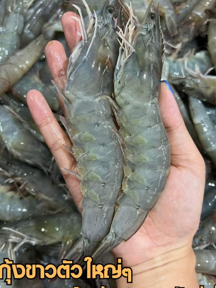 กุ้งขาวตัวใหญ่ๆ ไซส์25-35ตัวโล กุ้งสดๆแล้วนำมาแช่แข็ง ขายแพ็คละ 1กิโลกรัม เป็นกุ้งสดๆและนำไปแช่แข็ง
