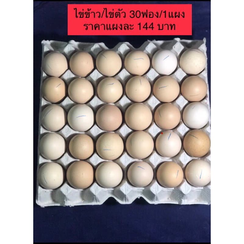 ไข่ข้าว/ไข่ตัว🐣ไข่ไก่ราคาส่ง1แผง ราคา125 บาท #ไข่ฮ้างฮัง#ไข่ลูกอ่อน#ไข่ข้าวไข่ตัวนึ่งสุก