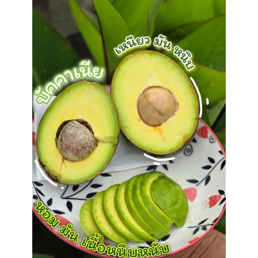 🥑อะโวคาโดสายพันธุ์เอ034,พื้นเมือง กก.ละ 55 บาท ***ขนาด 3-5/กก.***