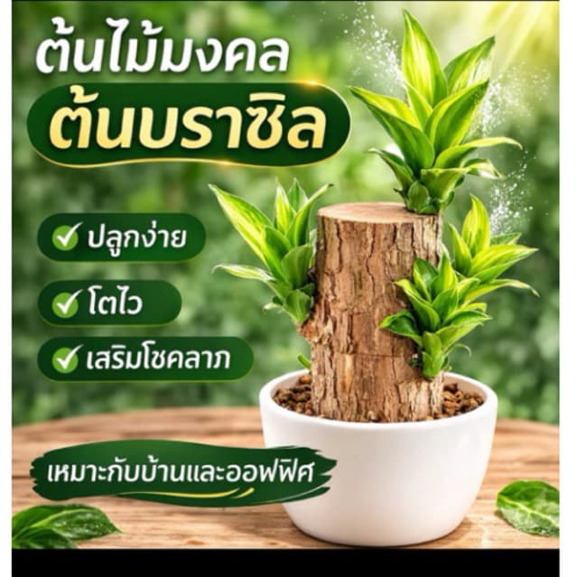 ไม้บราชิล 1 แถม 1 เสริมฮวงจุ้ยให้บ้าน หรือสำหรับการตกแต่งและใช้งานในบ้าน แบบดั้งเดิม รูปที่ 1