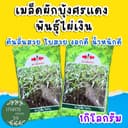 เมล็ดผักบุ้งศรแดง ไผ่เงิน 1กิโลกรัม ❌ปลูกเองจริงมีภาพประกอบ❌ ไผ่เงินศรแดง ศรแดงไผ่เงิน